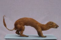 黃鼠狼藏品圖，第4張